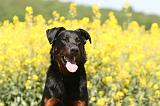 BEAUCERON 951